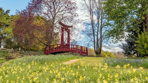The Chinese Bridge and Moon Gate at Greys Court surrounded by daffodils